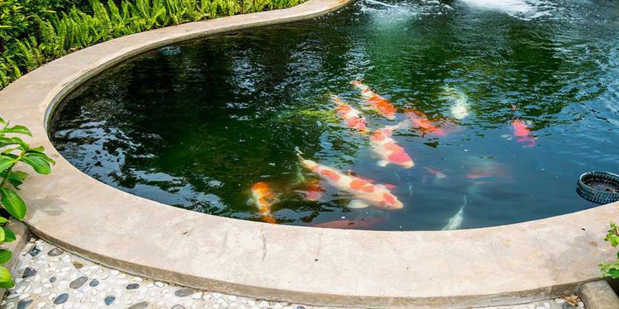 Comment réaliser l’étanchéité d’un bassin à poisson en béton ou en carrelage ?