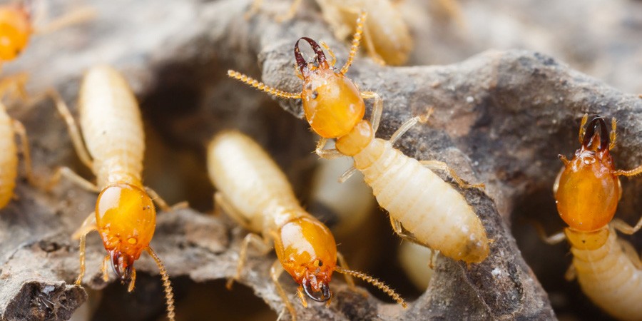 Traiter les termites et protéger le bois